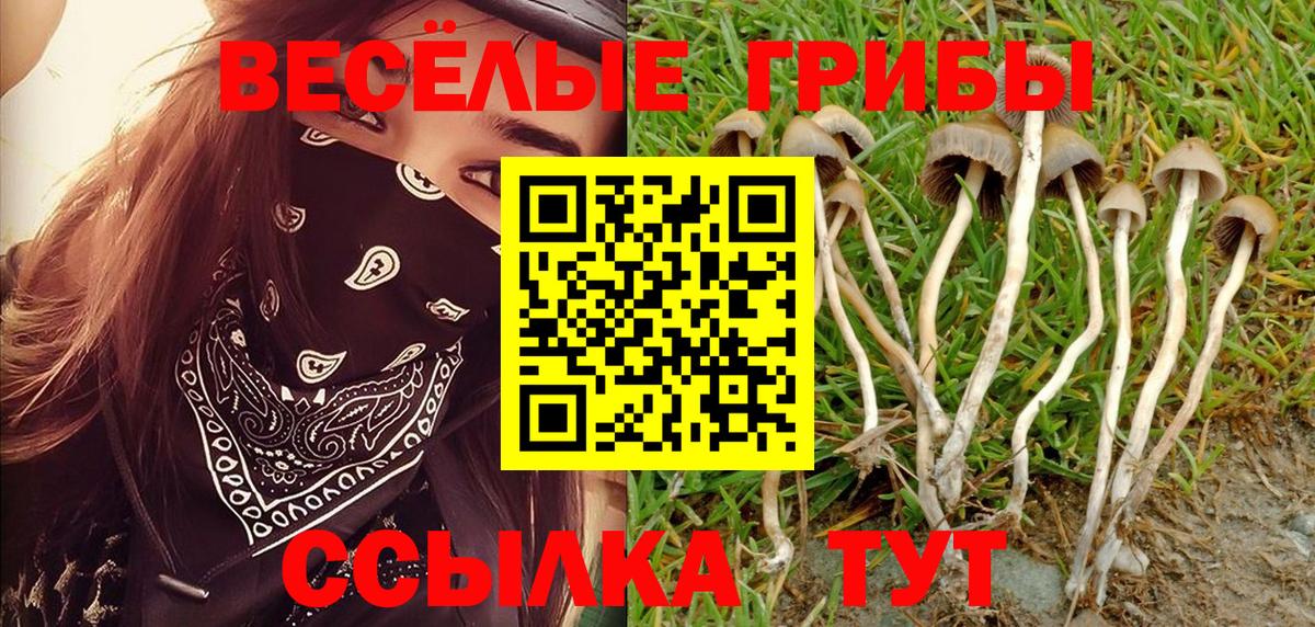 Брянск  Псилоцибиновые грибы Psilocybine cubensis  Вход с VPN  Галлюциногенные грибы ЛСД 